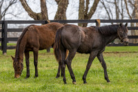 Yearling fillies, Gainsborough Farm, Versailles, KY