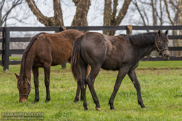 Yearling fillies, Gainsborough Farm, Versailles, KY