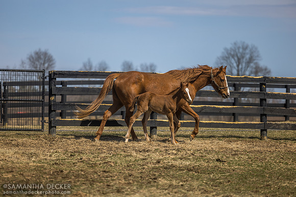 filly o/o Evening Primrose at 13 days old