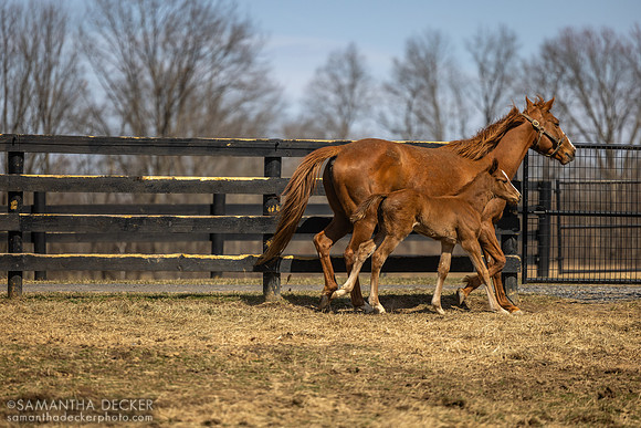 filly o/o Evening Primrose at 13 days old