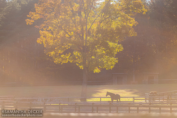 Naughty New Yorker, Old Friends at Cabin Creek, Greenfield, NY, 2022