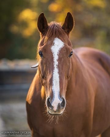 Mr. Cowboy, Old Friends at Cabin Creek, Greenfield, NY, 2022