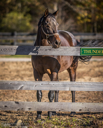 King Congie, Old Friends at Cabin Creek, Greenfield, NY