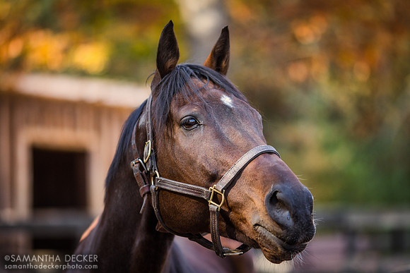 Handy Stan, Old Friends at Cabin Creek, Greenfield, NY, 2022