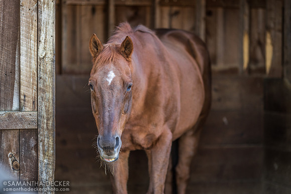 Commentator, Old Friends at Cabin Creek, Greenfield, NY