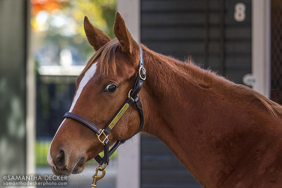 2025 Bucchero - Gemini Witch colt