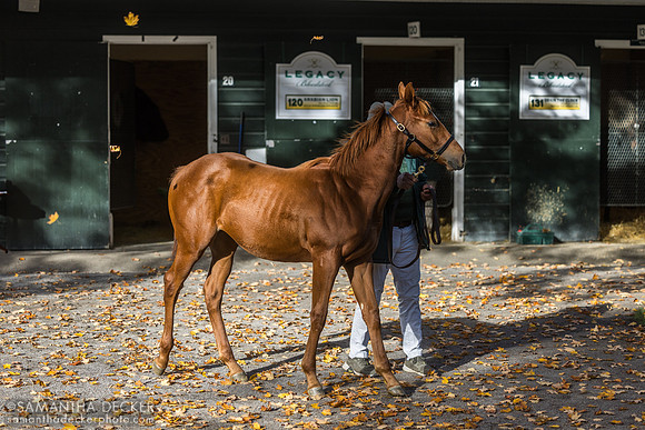 2025 Leinster - Avery Beach colt