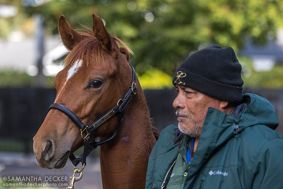 2025 Leinster - Avery Beach colt