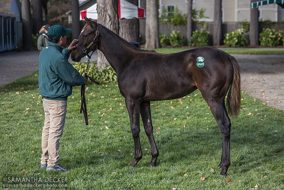Weanling at Fasig Tipton