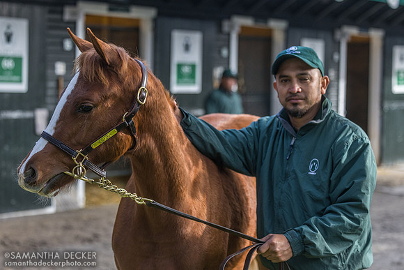 Weanling at Fasig Tipton