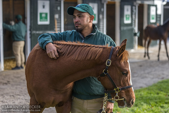 Weanling at Fasig Tipton