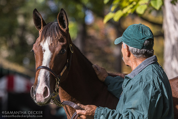 Weanling at Fasig Tipton