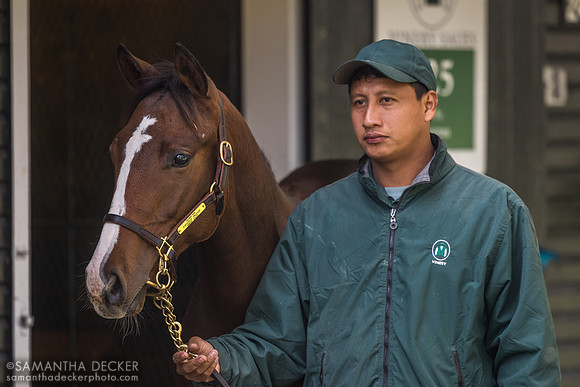 2025 Rowayton - Explosive Package colt