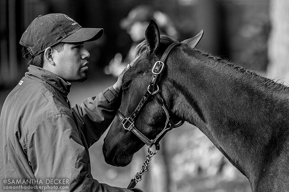 Weanling at Fasig Tipton