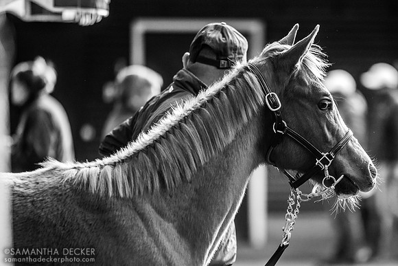 Weanling at Fasig Tipton