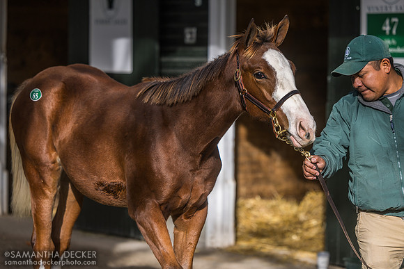 Weanling at Fasig Tipton