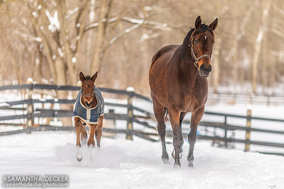 Qualifying and her Valentine for Aday, Mahoney Eden Manor, Saratoga Springs, NY