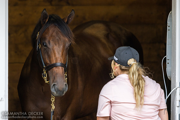2023 Yaupon colt out of Make Amends