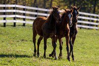 Weanlings at Thirty Year Farm, Saratoga Springs, NY, 2025