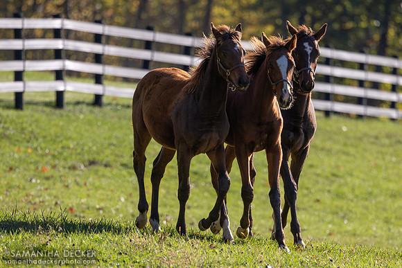 Weanlings at Thirty Year Farm, Saratoga Springs, NY, 2025