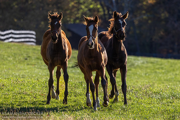 Weanlings at Thirty Year Farm, Saratoga Springs, NY, 2025
