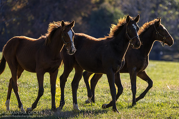 Weanlings at Thirty Year Farm, Saratoga Springs, NY, 2025