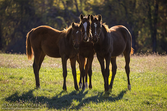 Weanlings at Thirty Year Farm, Saratoga Springs, NY, 2025
