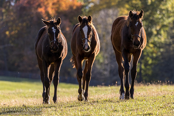 Weanlings at Thirty Year Farm, Saratoga Springs, NY, 2025