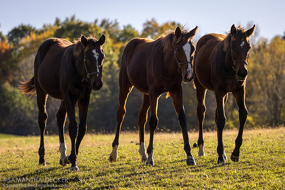Weanlings at Thirty Year Farm, Saratoga Springs, NY, 2025