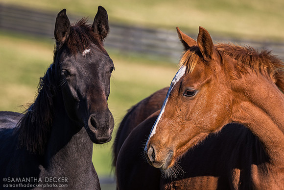 Weanlings at Thirty Year Farm, Saratoga Springs, NY, 2025