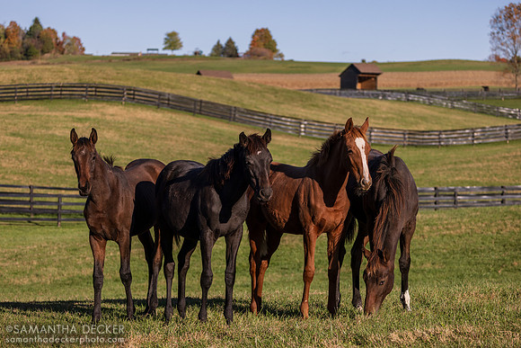 Weanlings at Thirty Year Farm, Saratoga Springs, NY, 2025