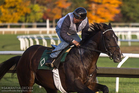 Sovereignty's last 2025 breeze at Saratoga