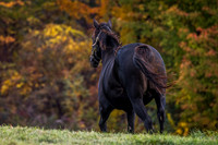 Broodmare at Old Tavern Farm in Stillwater, NY, 2022