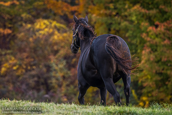 Broodmare at Old Tavern Farm in Stillwater, NY, 2022