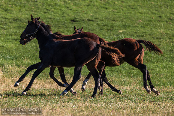 Weanlings at Thirty Year Farm, Saratoga Springs, NY, 2025