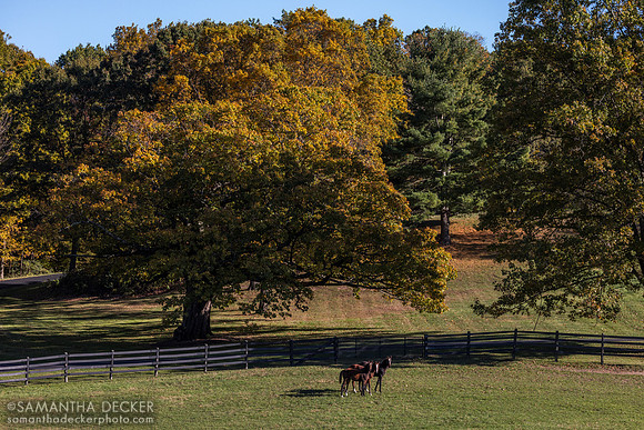 Weanlings at Thirty Year Farm, Saratoga Springs, NY, 2025
