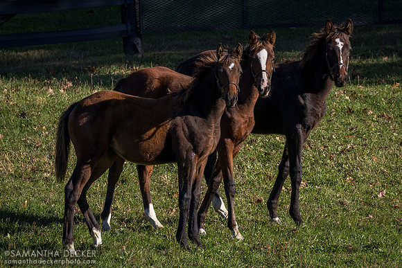 Weanlings at Thirty Year Farm, Saratoga Springs, NY, 2025