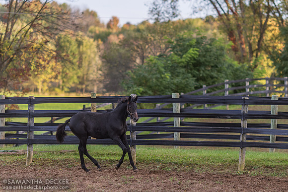 Reign It In as a Weanling, 2023