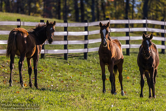 Weanlings at Thirty Year Farm, Saratoga Springs, NY, 2025