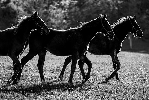 Weanlings at Thirty Year Farm, Saratoga Springs, NY, 2025