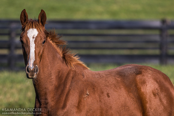 2025 Taiba - Evening Primrose filly, Thirty Year Farm, Saratoga Springs, NY