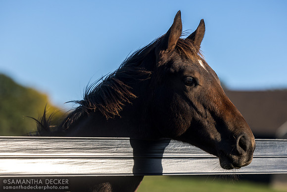 2025 Flightline - Walking Miracle colt, Thirty Year Farm, Saratoga Springs, NY