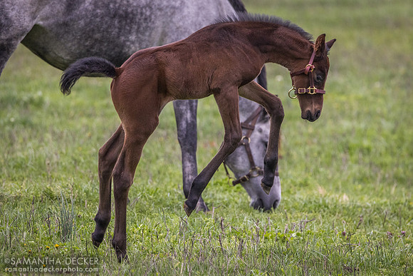 Arabian Gazelles and her 2024 Munnings colt, Airdrie Stud, Midway, KY