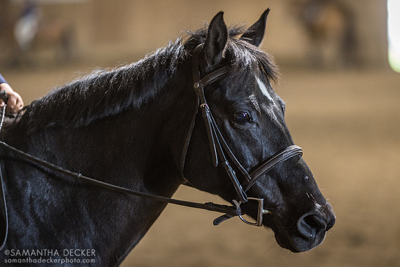 North Country Horses, Gansevoort, NY