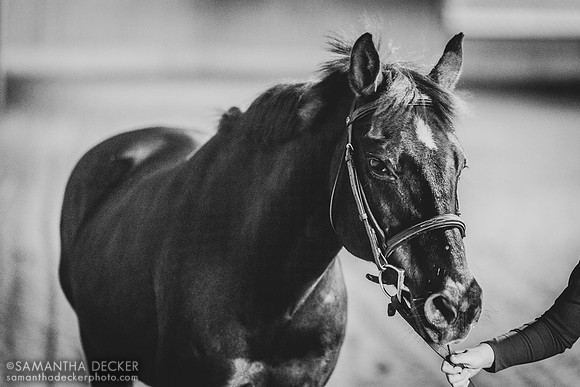 North Country Horses, Gansevoort, NY