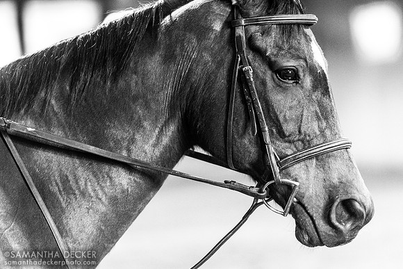 North Country Horses, Gansevoort, NY