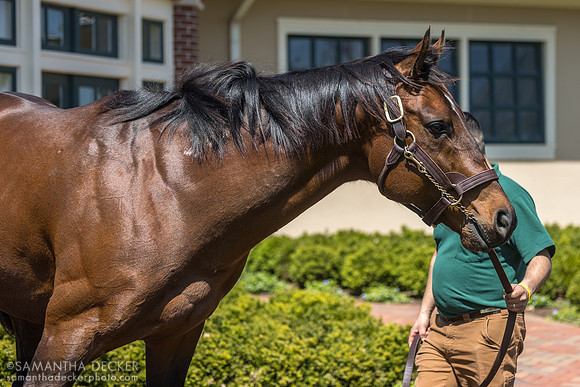 Flightline, Lane's End Farm, Versailles