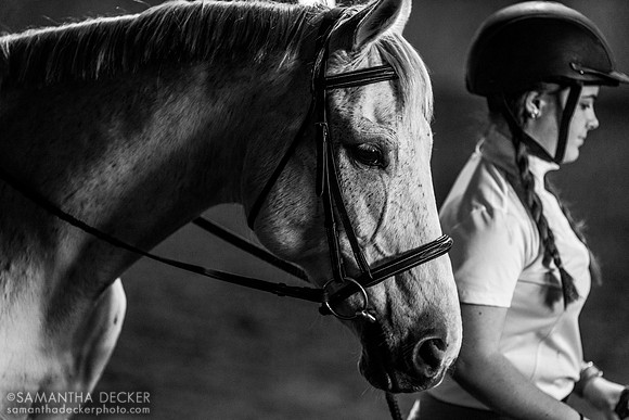 Ensign Approved, North Country Horses, Gansevoort, NY