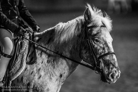 North Country Horses, Gansevoort, NY