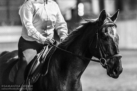 North Country Horses, Gansevoort, NY
